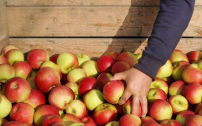 USt: Marktgebühren einer Erzeugergenossenschaft