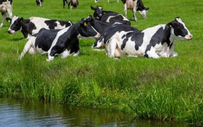 Land- und forstwirtschaftliche Dienstleistungen